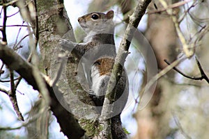 Cute gray squirrel hanging out in the tree