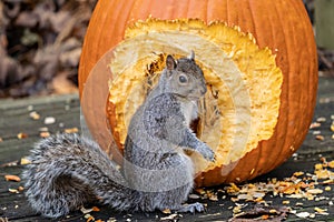 Cute Gray Squirrel Reaching in Pumpkin for Seeds