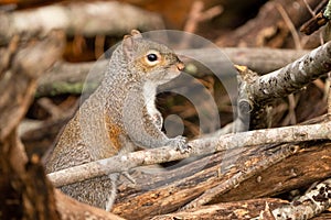 Cute gray squirrel (Sciurus carolinensis) surrounded by tree branches on the blurred background