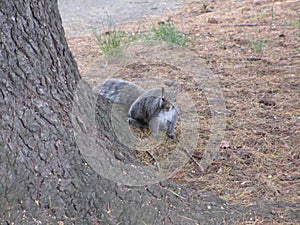 Cute gray squirrel by a tree trunk close up, 2019