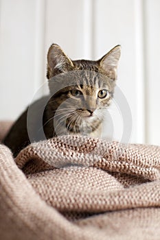 Cute gray striped kitten sitting in a cozy knitted blanket in br