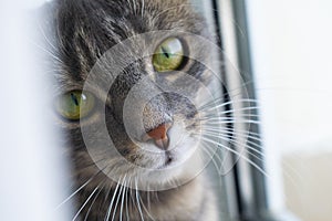 Cute gray tabby cat in close up portrait sitting next to window