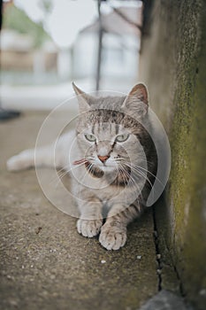 Cute gray tabby cat laying on the ground next to a mossy wall on a sunny day