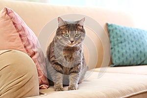 Cute gray tabby cat on sofa