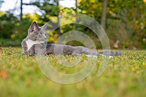 Cute gray and white cat laying in the grass in an open field with trees in the background