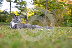 Cute gray and white cat laying in the grass in an open field with trees in the background