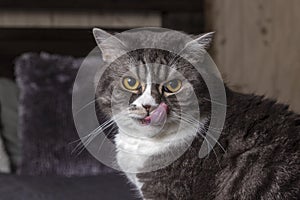 Cute gray and white cat sitting on bad, licking its lips