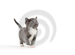 Cute gray and white kitten