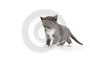 Cute gray and white kitten