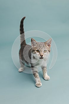 A cute gray and white kitten adopted and on a light blue studio background