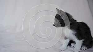 Cute gray white kitten is sitting on light blanket and licking its tongue.