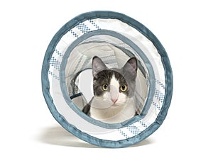 Cute gray and white kitten in a tunnel