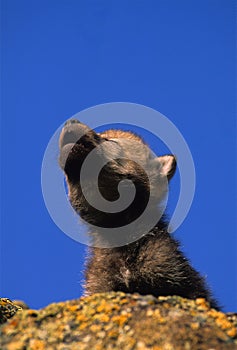 Cute Gray Wolf Pup Howling