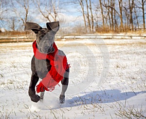 A cute great Dane puppy runs towards viewer in snow