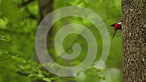 Cute great spotted woodpecker Dendrocopos major feeding its offspring in in the nest. Green forest foliage background