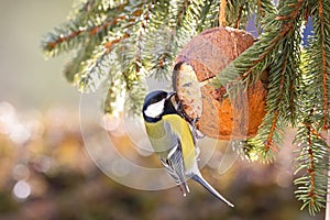 Cute Great Tit bird eating bird feeder, coconut Shell suet treats made of fat during the Winter