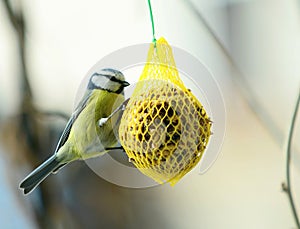 Cute Great Tit Bird on Suet Feeder