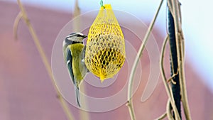 Cute Great Tit Bird on Suet Feeder