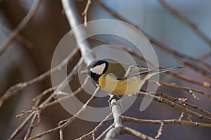 Cute Great Tit singing on a tree branch