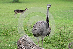 Cute greater or American rhea bird