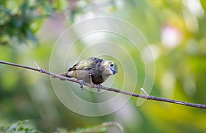 Cute green bird perching on a branch in soft morning light.