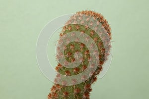 Cute Green cactus houseplant isolated on green background with copyspace