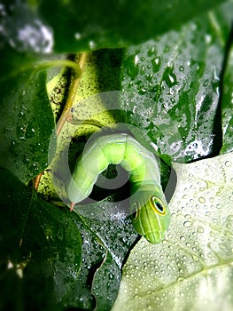 Cute green Caterpillar on wet green leaves in the garden