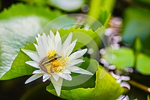 A cute green frog on the lotus flower in the pond. Guangdong frog (Hylarana macrodactyla), also known as the Guangdong frog, three