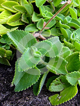 Cute, green, fury succulent plant