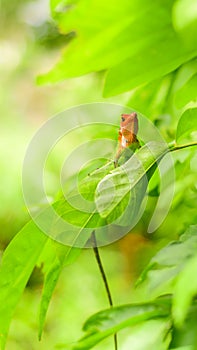 A cute green garden lizard peeks out from a leaf, Colorful lizard creature in the home garden