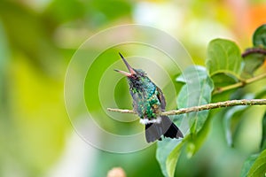 Cute green hummingbird chirping in the rainforest