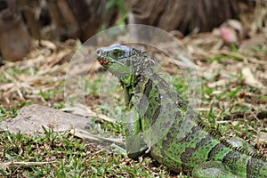 Cute green Iguana, with his last meal still left of his lips! photo