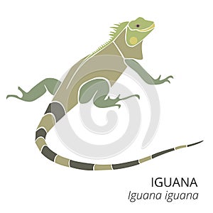 Cute Green Iguana reptile cartoon illustration