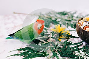 Cute green lovebird parrot on tropical leaves.home pet