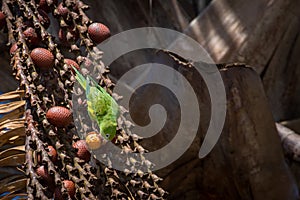 Cute Green parakeet feeding on Buriti Palm tree.