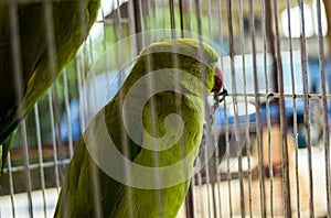 Cute Green Parrot in cage