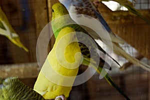 Cute Green Parrot in cage Focused Image Six