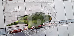 Cute green parrot sitting on the cage looking happy with soft focus