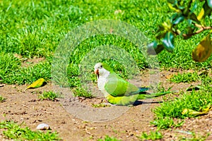 Cute green parrots at Barcelona city park greenery Cataloni