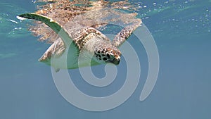 Cute green sea turtle Chelonia mydas