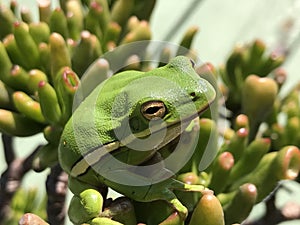Cute Green Tree Frog - Hyla cinerea on Baby Toes Succulent Plant