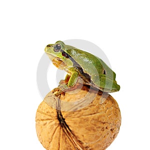 Cute green tree frog over white