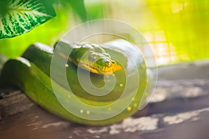 Cute Green tree python (Morelia viridis) on the tree branch. Green tree pythons are found throughout the tropical rainforests of