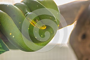 Cute green tree python (Morelia viridis), a species of python na