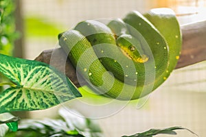 Cute green tree python (Morelia viridis), a species of python na