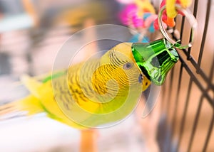 Cute green and yellow budgerigar parakeet playing with a green bell. She is sitting on a perch in a cage