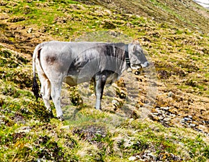 Cute grey alpine cow with bell on the neck grazing on the meadow