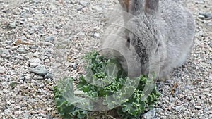 Cute grey baby bunny rabbit munching on kale