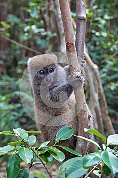 Bamboo lemur