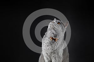A cute grey British cat in a bow tie looks up. A fat British cat on a black background. Surprised cat with bright yellow eyes